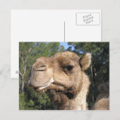 Drooling Camel Postcard Postkarte (Vorne/Hinten)