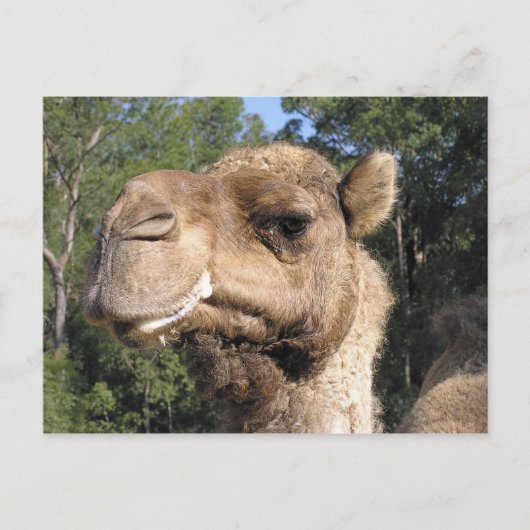 Drooling Camel Postcard Postkarte (Vorderseite)