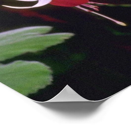 Drooping-Blume Poster (Ecke)