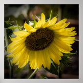 Drooping Poster (Vorne)