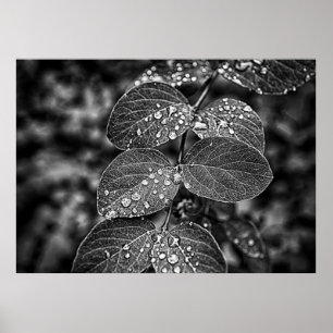 Droplets auf Blätter mit Filmstil Poster