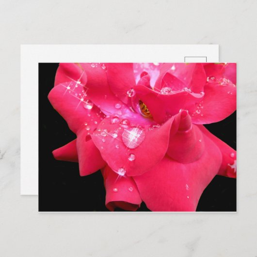 Droplets auf Blättern Postkarte (Vorne/Hinten)