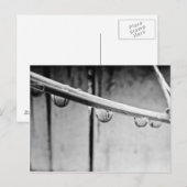 Droplets on Vine Postcard Postkarte (Vorne/Hinten)