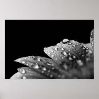 Droplets (schwarz und weiß) poster