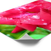 Drops auf Petals Poster (Ecke)