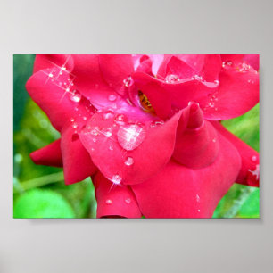 Drops auf Petals Poster