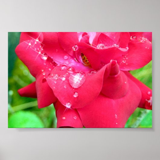 Drops auf Petals Poster (Vorne)