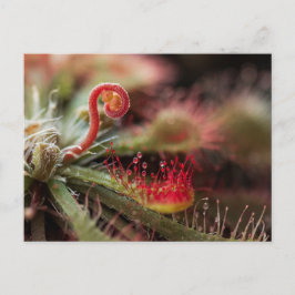 Drosera Capillaris Postkarte