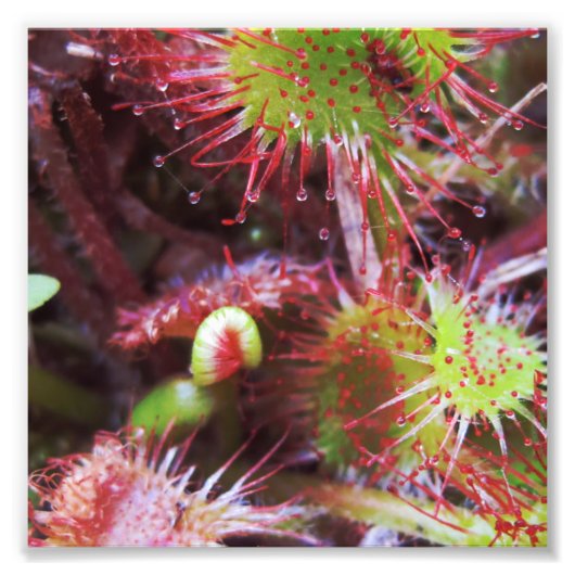 Drosera rotundifolia fotodruck (Vorne)