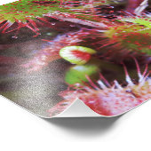 Drosera rotundifolia fotodruck (Ecke)