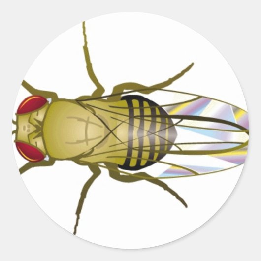 Drosophila melanogaster runder aufkleber (Vorderseite)