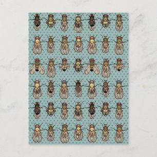 Drosophila-Mutanten Postkarte