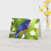 Drossel-Glück-Karte Karte (Gelbe Blume)