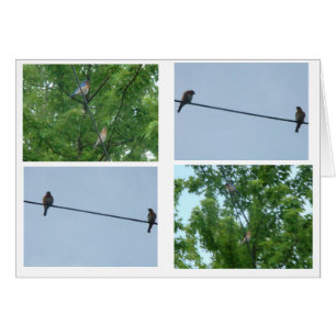 Drossel-Paare, Collage