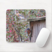 Drossel-Paare Mousepad (Mit Mouse)