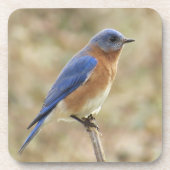 Drossel-Untersetzer Getränkeuntersetzer (Vorderseite)