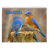 Drossel-Wandkalender Kalender (Titelbild)