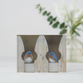 Drosselpostkarten Postkarte (Stehend Vorderseite)