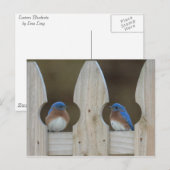 Drosselpostkarten Postkarte (Vorne/Hinten)