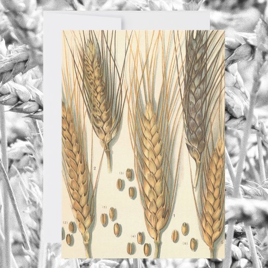 Drought Resistant Wheat Plant, Vintage Agriculture