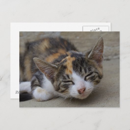 Drowsing Calico Kitten Postkarte (Vorne/Hinten)