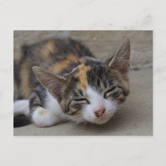 Drowsing Calico Kitten Postkarte (Vorderseite)