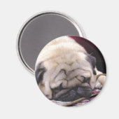 Drowsy Mops Magnet (Vorderseite/Rückseite)