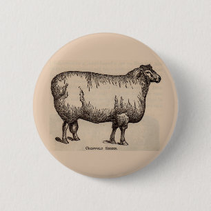 Druck Cotswold Schafe aus dem 19. Jahrhundert Button