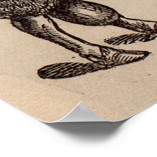 Druck Cotswold Schafe aus dem 19. Jahrhundert Poster (Ecke)