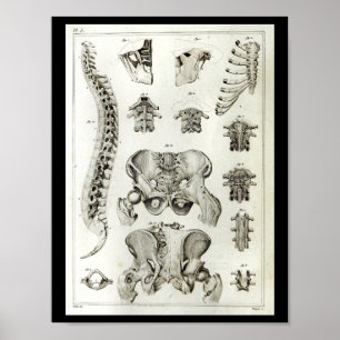 Druck der Anatomie der menschlichen Wirbelsäule un Poster