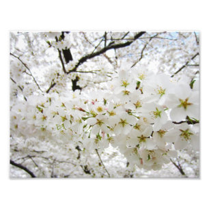 Druck der Kirschblüten-12