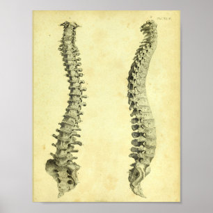 Druck der menschlichen Wirbelsäulenanatomie von 18 Poster