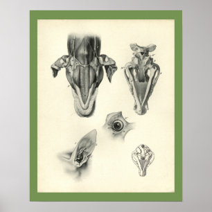 Druck der veterinärmedizinischen Schädelkopfmuskel Poster