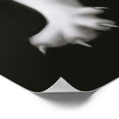 Druck der weißen Katze Poster (Ecke)