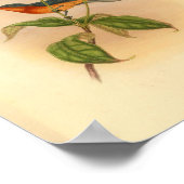Druck des Buff Bellied Red Fantail Fliegenschnäppe Poster (Ecke)