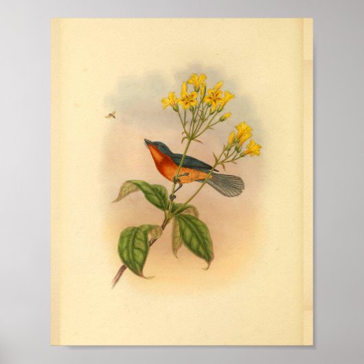 Druck des Buff Bellied Red Fantail Fliegenschnäppe Poster (Vorne)