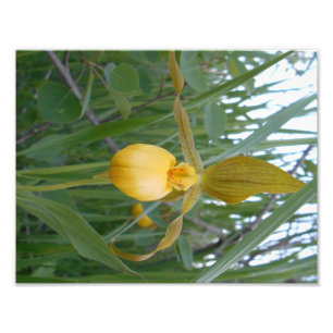 Druck des Foto-8.5x11