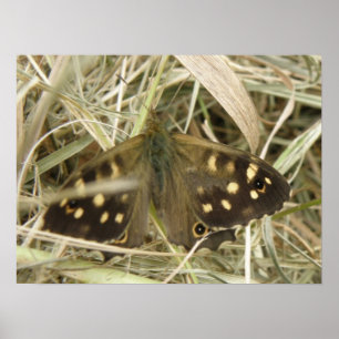 Druck des Schmetterlings Speckled Wood Poster