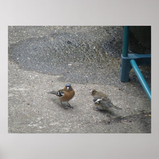 Druck des Vaters und des Chcik Chaffinch Poster (Vorne)