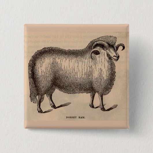 Druck Dorset ram aus dem 19. Jahrhundert Button (Vorderseite)
