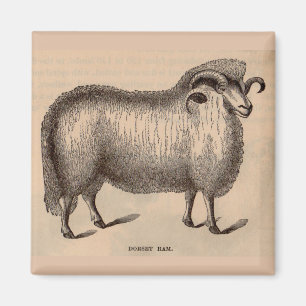 Druck Dorset ram aus dem 19. Jahrhundert Magnet