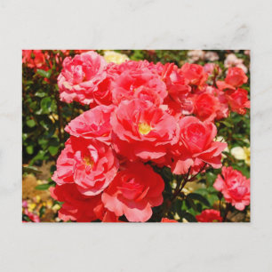 Druck einer Rosengartens auf Postkarte in Rosa