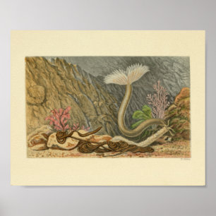 Druck einer Vintage-Illustration von Meereslebewes Poster