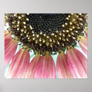 Druck eines rosa Sonnenblume Poster