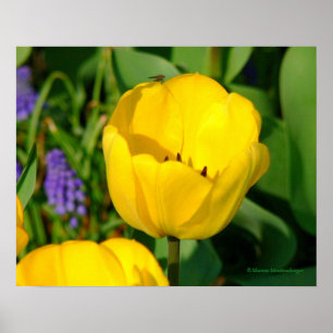 Druck, GELBE TULIPS, LILA HYACINTHS, GRÜNE FOLIA Poster