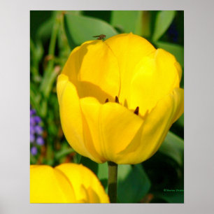 Druck, GELBE TULIPS, LILA HYACINTHS, GRÜNE FOLIA Poster