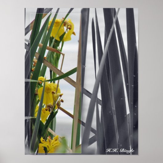 DRUCK - gelbe Wildblumen Poster (Vorne)