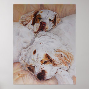 Druck - Komfort - zwei Clumber Spaniels Poster