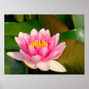 DRUCK, LEINWAND GLOSS, FOTOGRAFIE, LOTUS BLOSSOM POSTER