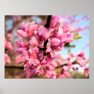 Druck Oklahomas Redbud Poster